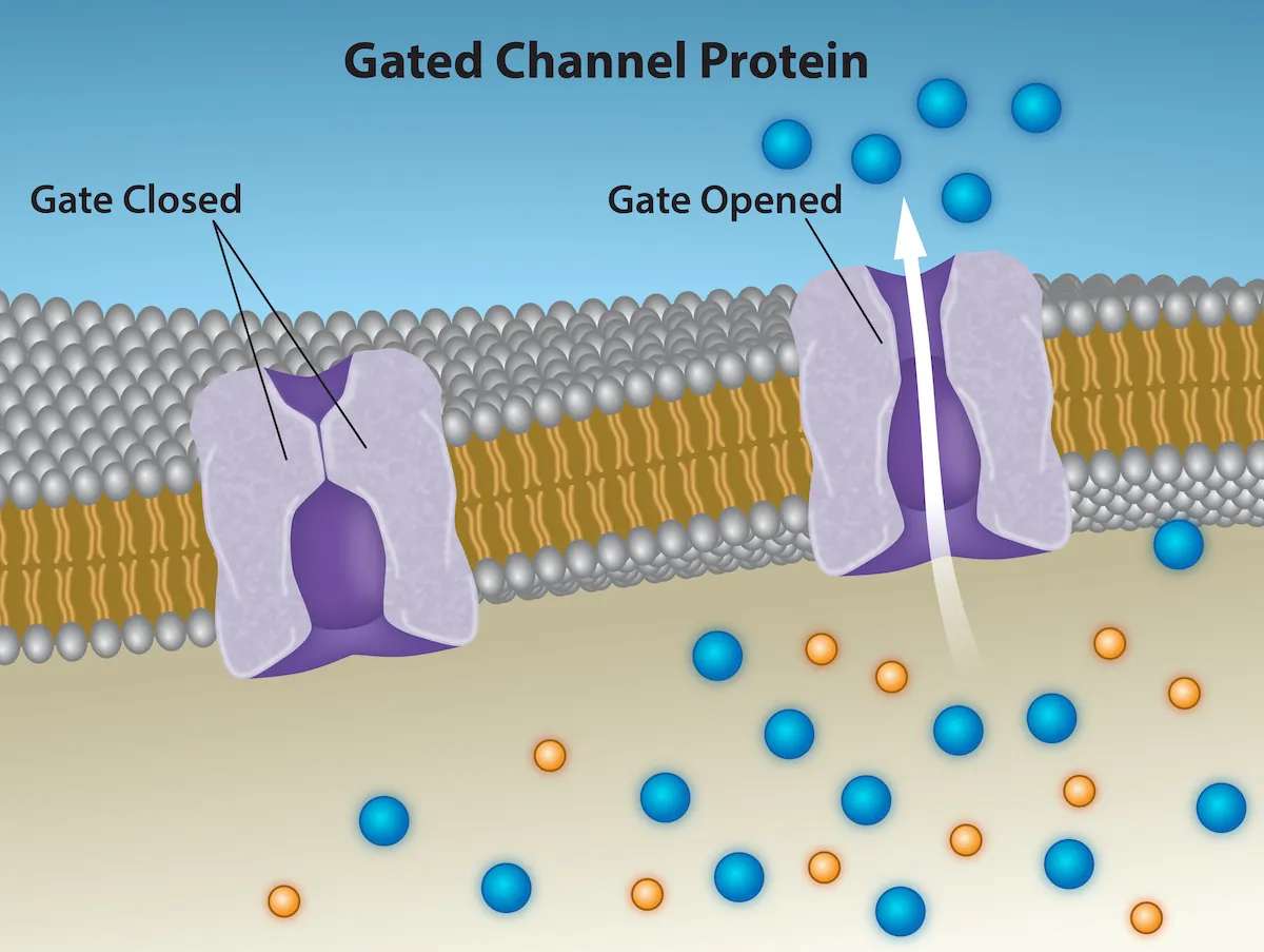 This illustration shows two channel proteins in the plasma membrane. One protein is labeled gate closed, and there is no space for particles to pass through.  The other is labeled gate open, and there is a space for substances to pass through.  Substances of the same type appear on both sides of the membrane near the open-gated protein.
