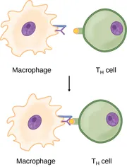 An irregularly-shaped cell labeled macrophage has a smooth, oval nucleus containing a small dark circle. A protrusion from its right side has a horizontal bar above a “Y”-shaped antibody with its fork extending out of the cell. The macrophage is adjacent to a smooth, circular T H cell with a similar nucleus and with a rectangular protrusion from its left side. The rectangular protrusion has a highlighted tip. An arrow points downward to show that the two cells come together so that the fork of the antibody from the right side of the macrophage encloses the tip of the protrusion from the left side of the T H cell.