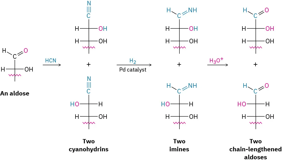 Aldoses form cyanohydrins with hydrogen cyanide. Cyanohydrins are reduced with hydrogen and palladium catalyst to yield an imine intermediate that is hydrolyzed to form two chain lengthened aldoses.