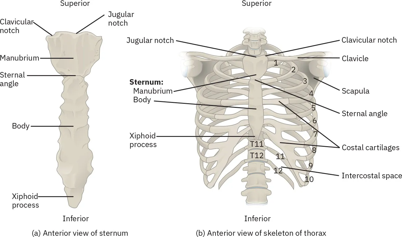 This figure shows the skeletal structure of the rib cage. The left panel shows the anterior view of the sternum and the right panel shows the anterior panel of the sternum including the entire rib cage.