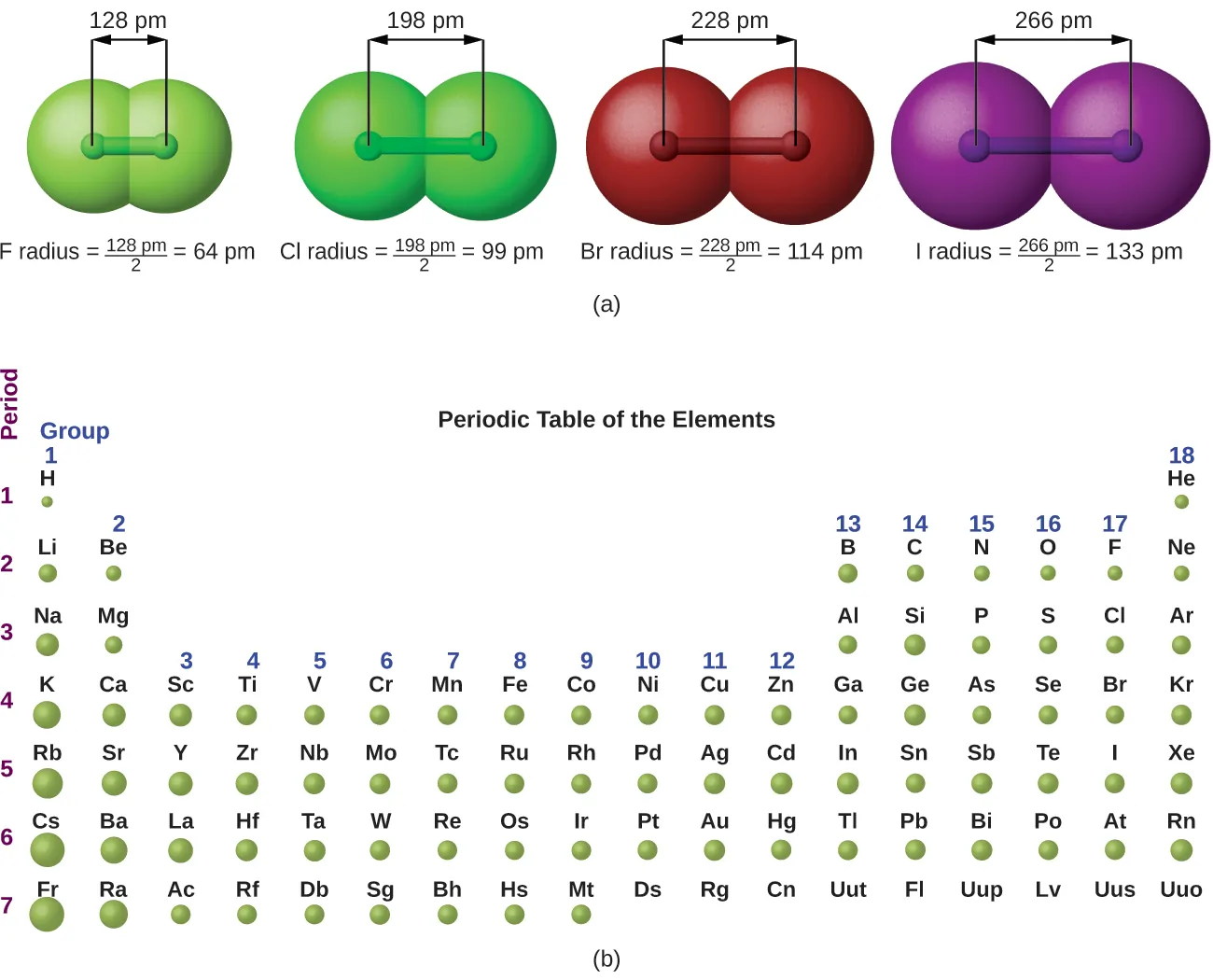 This figure has two parts: a and b. In figure a, 4 diatomic molecules are shown to illustrate the method of determining the atomic radius of an atom. The first model, in light green, is used to find the F atom radius. Two spheres are pushed very tightly together. The distance between the centers of the two atoms is indicated above the diagram with a double headed arrow labeled, “128 p m.” The endpoints of this arrow connect to line segments that extend to the atomic radii below. Beneath the molecule is the label, “F radius equals 128 p m divided by 2 equals 64 p m.” The next three models are similarly used to show the atomic radii of additional atoms. The second diatomic molecule is in a darker shade of green. The distance between the radii is 198 p m. Beneath the molecule is the label, “C l radius equals 198 p m divided by 2 equals 99 pm.” The third diatomic molecule is in red. The distance between the radii is 228 p m. Beneath the molecule is the label, “B r radius equals 228 p m divided by 2 equals 114 pm.” The fourth diatomic molecule is in purple. The distance between the radii is 266 p m. Beneath the molecule is the label, “I radius equals 266 p m divided by 2 equals 133 p m.” In figure b, a periodic table layout is used to compare relative sizes of atoms using green spheres. No spheres are provided for the noble or inert gas, group 18 elements. General trends noted are increasing circle size moving from top to bottom in a group, with a general tendency toward increasing atomic radii toward the lower left corner of the periodic table.