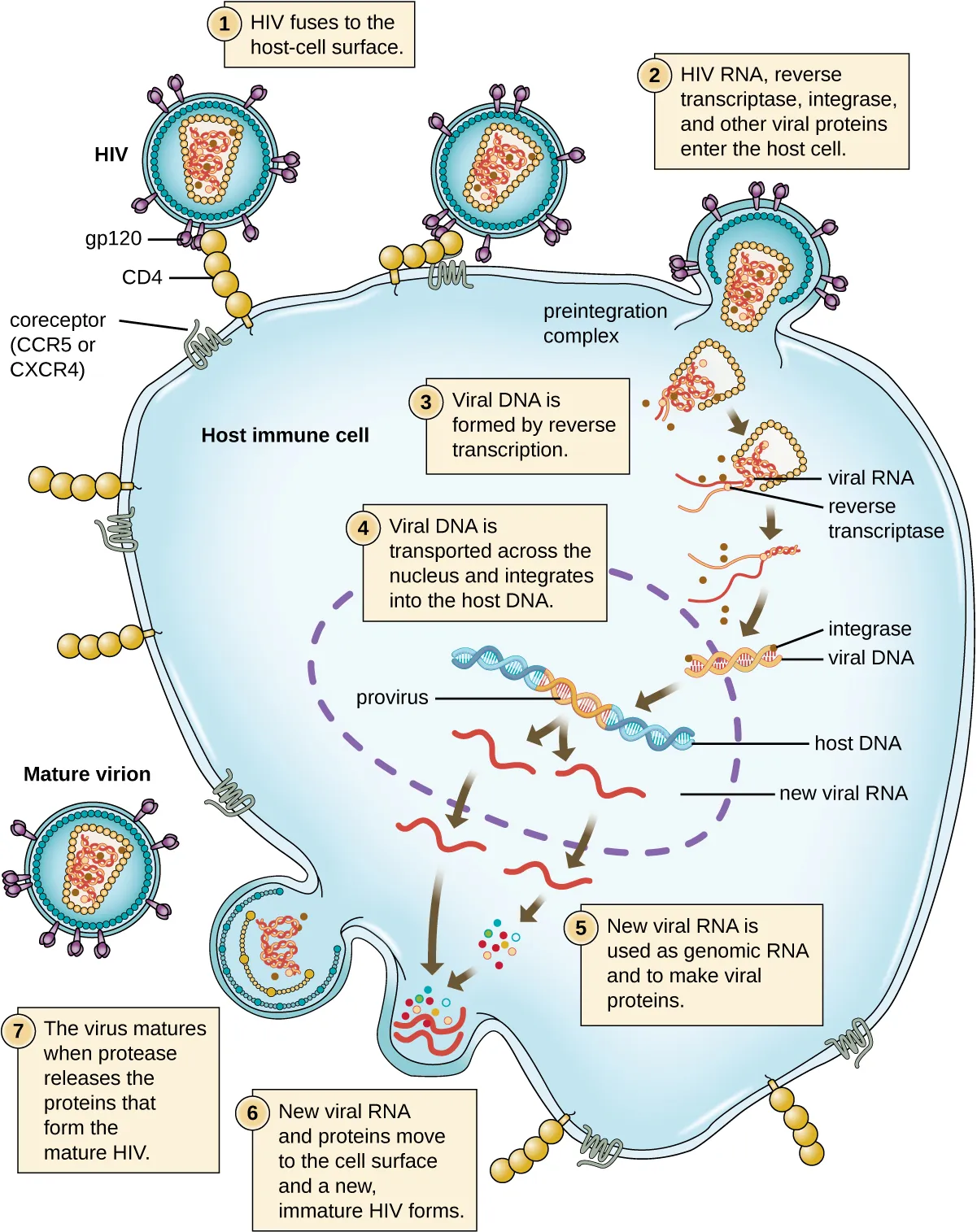 The HIV viral cycle. Step 1: the HIV fuses to the host-cell surface. Specifically, the gp120 proteins on the surface of the virus binds to the CD4. This then binds to a smaller coreceptor (CCR5 or CXCR4). Step 2: HIV RNA, reverse transtriptase, integrase, and other viral proteins enter the host cell. The virus is brought into the host cell and uncoated; both viral RNA and reverse transcriptase are loosed into the cell. Step 3: Viral DNA is formed by reverse transcription. Step 4: Viral DNA is transported across the nucleus and integrates into the host DNA. Integrase found on the viral DNA. The viral DNA in the host DNA is called provirus. Step 5: New viral RNA is used as genomic RNA and to make viral proteins. New viral RNA strands are made and leave the nucleus. Step 6: New viral RNA and proteins move to the cell surface and a new immature HIV forms. The viral is assembled in an outbulging of the host cell. Step 7: The virus matures when protease releases the proteins that form the mature HIV. Mature virion is released.