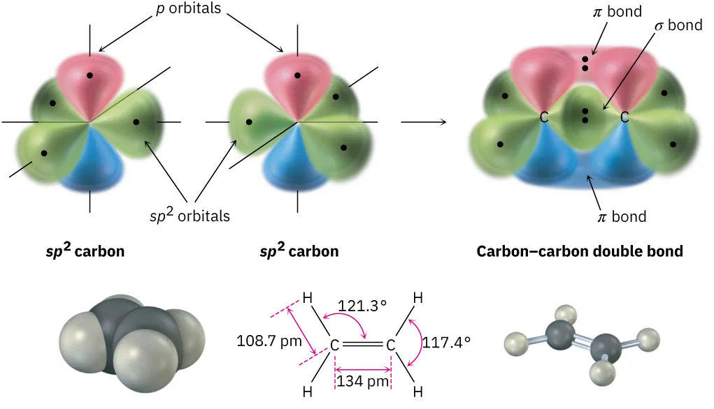 The formation of carbon-carbon double bond from two s p 2-hybridized carbon atoms. The space-filling model, chemical structure, and ball and stick model of ethylene are shown.