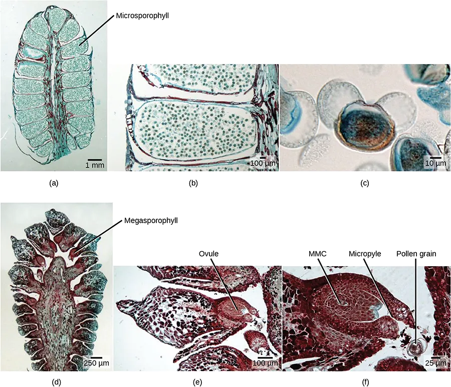 Part a shows a cross section of a male cone, which is oval with a flattened bottom. A stem-like structure runs up the middle, and oblong microsporophylls radiate from either side. Migrograph b shows a microsphorphyll, which is filled with round pollen grains. Micrograph C shows a pollen grain, which is oval with two lobes attached. Part D shows a cross section of a female cone, which is similar in shape to the male cone but with a wider central structure. Megasporophylls radiate from either side of this structure. At the base the megasprophylls are narrow, and the widen out into a roughly diamond shape. Part E shows the megasprophyll, which has an oval ovule at its base. Part F shows the ovule. The megaspore mother cell is at the center. An opening called a micropyle allows entry of the pollen tube from the base.