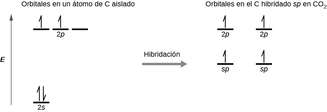 Se muestra un diagrama en dos partes, conectadas por una flecha hacia la derecha marcada como "Hibridación". El diagrama de la izquierda muestra una flecha hacia arriba marcada como "E". En la parte inferior derecha de la flecha hay una línea corta y horizontal marcada como "2 s", que tiene dos medias flechas verticales orientadas hacia arriba y hacia abajo. En la parte superior derecha de la flecha hay una serie de tres líneas horizontales cortas marcadas como "2 p". Sobre ambos conjuntos de líneas aparece la frase "Orbitales en un átomo de C aislado". En dos de estas líneas hay dos flechas hacia arriba. El lado derecho del diagrama muestra dos líneas horizontales cortas colocadas a mitad de camino en el espacio y cada una marcada como "s p". En cada línea se dibuja verticalmente una media flecha hacia arriba. Por encima de estas líneas hay otras dos cortas y horizontales, cada una de ellas marcada como "2 p", y que tienen dos flechas orientadas hacia arriba. Sobre ambos conjuntos de líneas se encuentra la frase: "Orbitales en el s p hibridado C en C O subíndice 2"