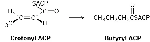 trans-Crotonyl ACP reacts to form butyryl A C P. The product has a four-carbon chain with carbonyl linked to S A C P.