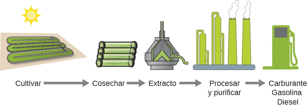 Se muestra un diagrama de flujo que contiene imágenes y palabras. Leyendo de izquierda a derecha, los términos "Cultivar", "Cosechar", "Extraer", "Procesar y purificar" y "Combustible para aviones Gasolina Diésel" se muestran con flechas hacia la derecha entre cada uno. Encima de cada término, respectivamente, hay diagramas de tres contenedores, tres cilindros tumbados uno al lado del otro, un contenedor en forma de pirámide con líquido dentro, una fábrica y una bomba de combustible. En el espacio sobre todos los diagramas y a la izquierda de las imágenes hay un diagrama del Sol.