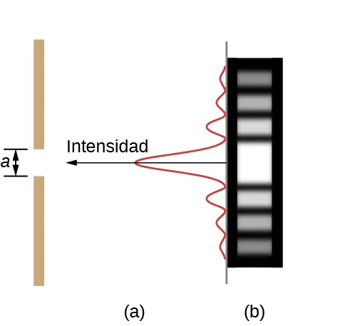 La figura a muestra una línea vertical en el lado izquierdo. Esta tiene un espacio de longitud a. A la derecha se muestra una onda vertical. La onda tiene una cresta alta en el centro, correspondiente a la rendija. La onda se atenúa tanto por arriba como por abajo. Una flecha a lo largo de la cresta central de la onda, apuntando hacia la rendija es marcada como intensidad. La figura b muestra una tira con líneas claras y oscuras marcadas horizontalmente. La línea central, correspondiente a la rendija, es la más brillante.