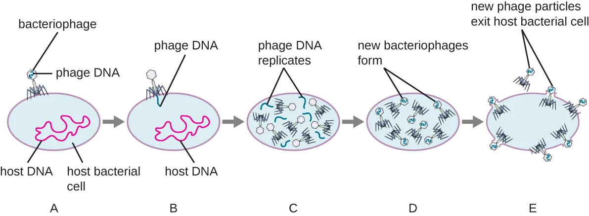 A shows the bacteriophage sitting on the outside of the cell; the phage DNA is inside the phage. The host cell shows host DNA. B shows phage DNA entering host. C shows phage DNA replicates as well as protein particles. D shows new bacteriophages forming. E shows new phage particles exiting host bacterial cell.