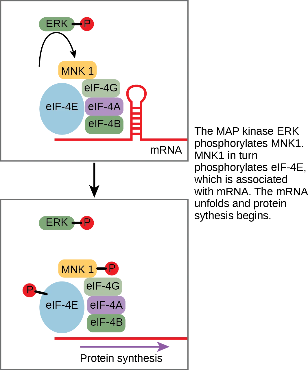This illustration shows the pathway by which E R K, a M A P kinase, activates protein synthesis. Phosphorylated E R K phosphorylates M N K 1, which in turn phosphorylates lower e upper I upper F dash 4 E, which is associated with lower m upper R upper N upper A. When lower e upper I upper F dash 4 E is phosphorylated, the m R N A unfolds and protein synthesis begins.