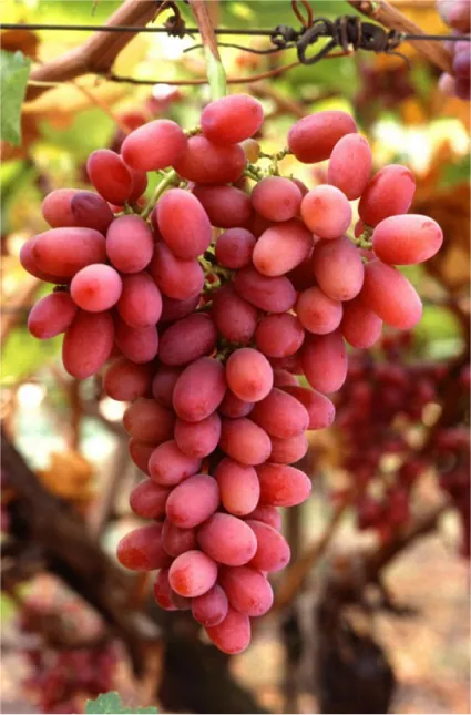Photo shows a bunch of reddish grapes growing on a vine.