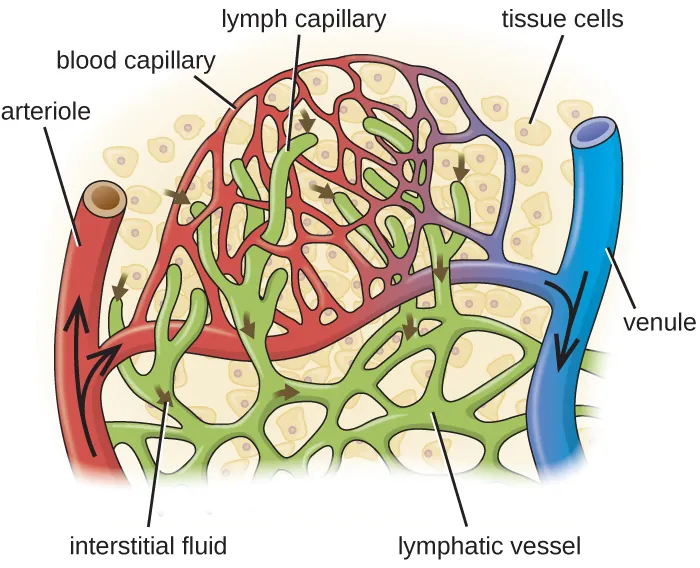 Blood enters the capillaries from an arteriole (red) and leaves through venules (blue). Interstitial fluids may drain into the lymph capillaries (green) and proceed to lymph nodes. A close-up of tissue cells in interstitial fluid. An arteriole and a venule are connected by a network of capillaries. Lymphatic vessels are also a network in this region and end in lymph capillarie.