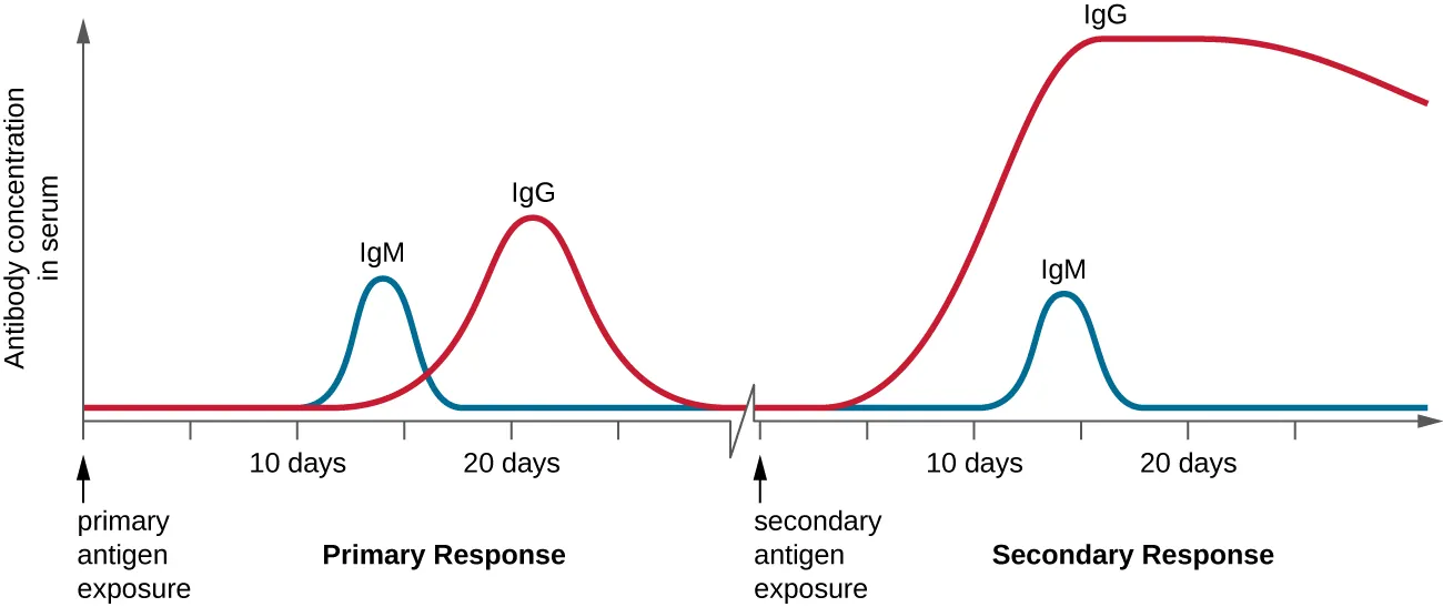 Update alt text to: A graph with time on the X axis and antibody concentration in serum. At first there is very little antibody (near 0). The lag period does not see a significant increase. In the primary response, IgM peaks for about 5 days and drops. At the same time IgG increases and then drops. This creates an increase in antibody count with a plateau of about 5 days as both antibody types are present. The secondary response sees a prolonged peak of IgG with a peak of IgM for about 1 to 2 days at about the same time as the peak of IgG. The total antibody is also higher but isn’t at its plateau for as long as it is in the primary response.