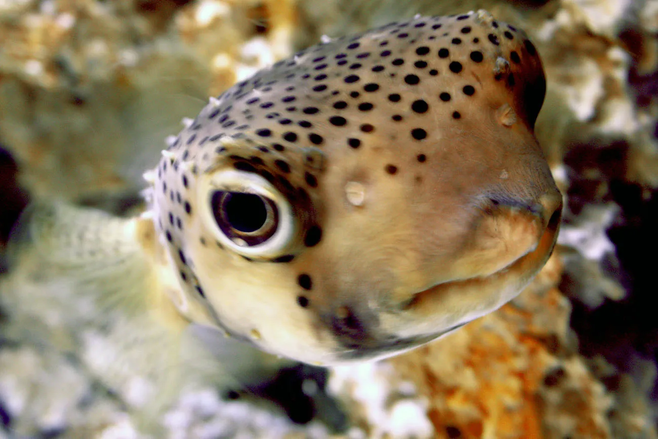 The face of a puffer fish, swimming forward towards the camera, close to the glass of an aquarium.