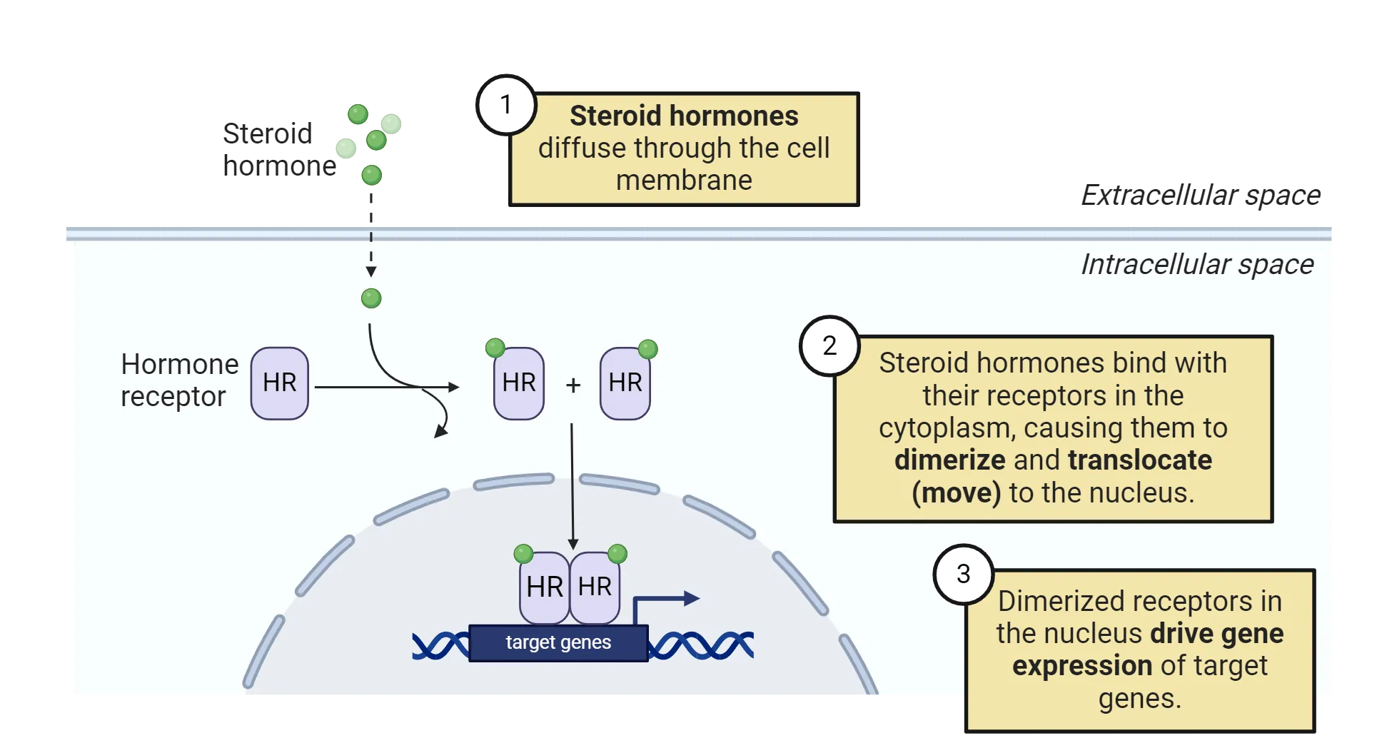 Diagram of a cell showing the membrane, intra/extracellular space and nucleus. 1) Steroid hormones diffuse through the cell membrane. 2) Steroid hormones bind with their receptors in the cytoplasm, causing them to dimerize and translocate (move) to the nucleus. 3) Dimerized receptors in the nucleus drive gene expression of target genes.