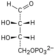Vertically, aldehyde dashed bond carbon bond carbon dashed bond C H 2 phosphate. C 2 and C 3 both have hydroxyl (wedge, left) and hydrogen (wedge, right).