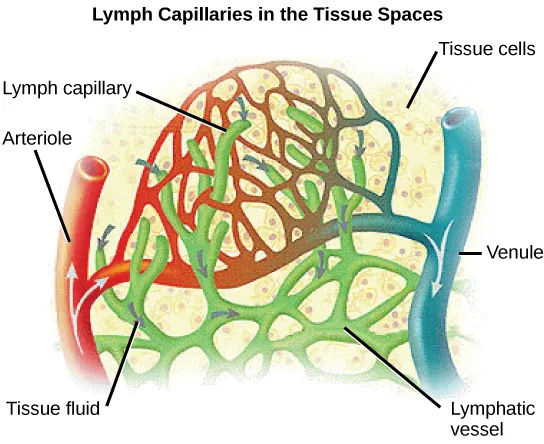 Illustration shows an arteriole and a venule branching off into a capillary bed. Lymph capillaries surround the capillary bed. Fluid diffuses from the blood vessels into the lymphatic vessels.