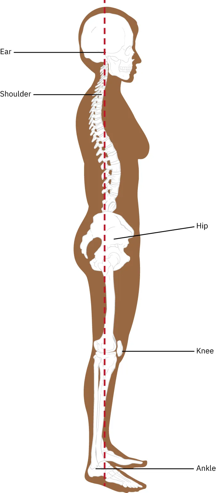 A diagram shows a neutral spine posture and labels the ear, shoulder, hip, knee, and ankle alignment.