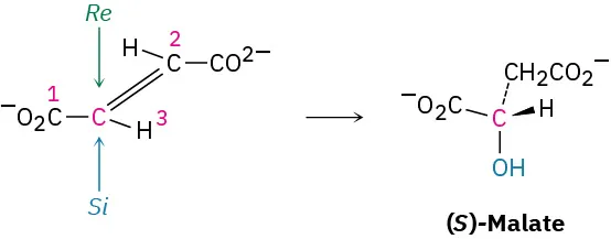 The figure shows a reaction where fumarate converts to (S)-malate. In fumarate, the central carbon is labeled Re at the top and Si at the bottom.
