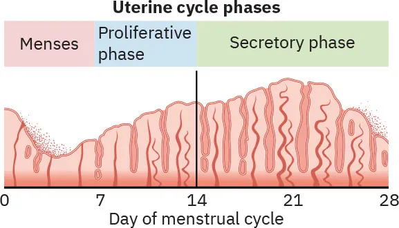 Image of Uterine cycle phases, from Menses (days 0-7), Proliferative phase (days 7-14), to Secretory phase (days 14-28).