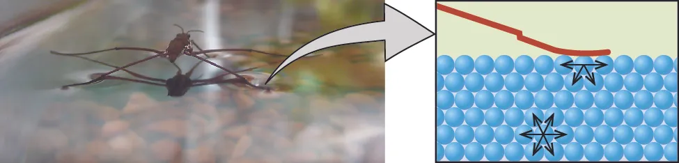 Una foto y un diagrama como los que se muestran y una flecha hacia la derecha que va de la foto a la imagen. La foto muestra un insecto parado en la superficie de una muestra de agua. La imagen muestra un fondo cuadrado que está cubierto en sus dos terceras partes por esferas azules muy juntas. Una línea marrón comienza en la esquina superior izquierda del fondo y se apoya sobre la primera fila de esferas. La esfera que está directamente debajo de este punto bajo de la línea tiene dibujadas cuatro flechas que miran hacia ambos lados y hacia abajo. Una esfera en la parte inferior central de la imagen tiene dibujadas seis flechas que miran hacia fuera en diferentes direcciones.
