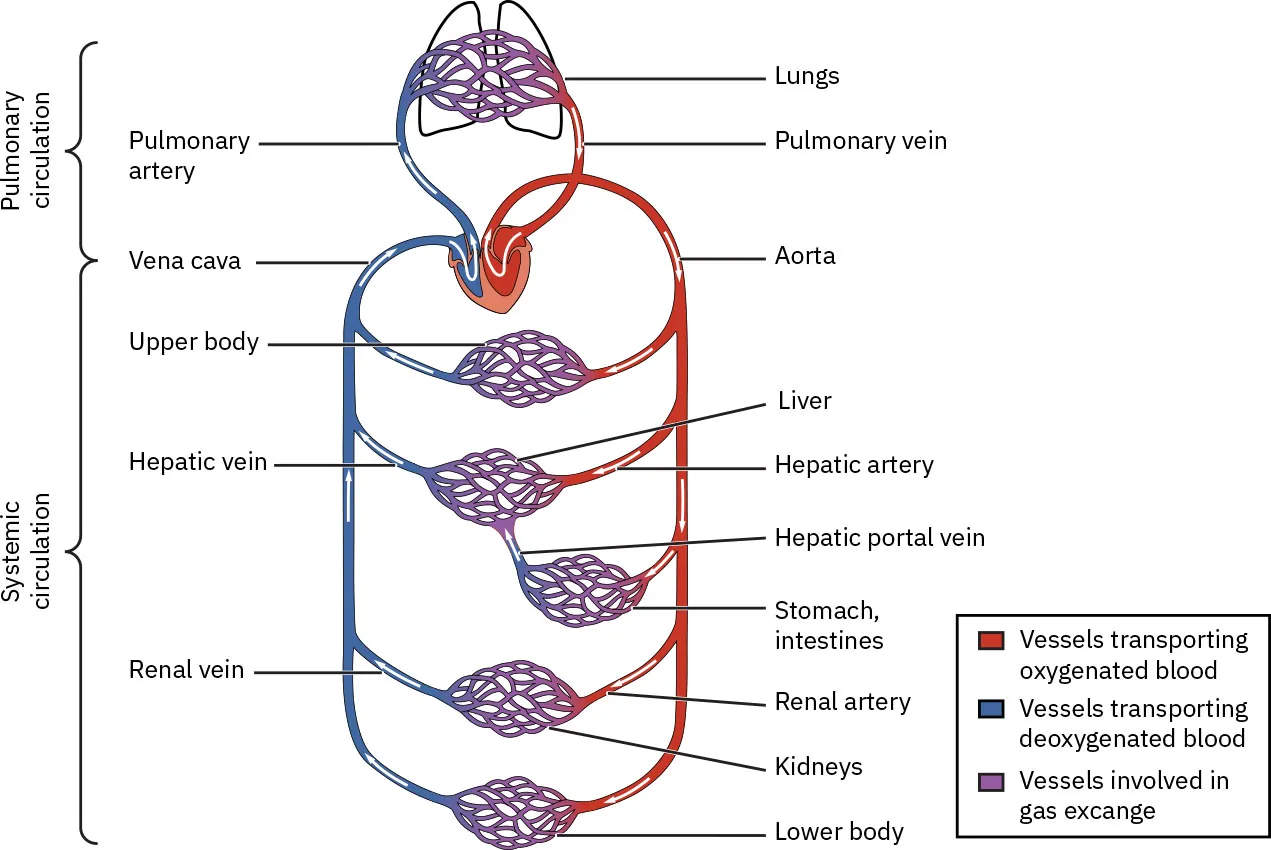 Diagram showing Peripheral vasculature, labeling Pulmonary circulation and Systemic circulation, Pulmonary artery, Vena cava, Hepatic vein, Renal vein, Lungs, Pulmonary vein, Aorta, Liver, Hepatic artery, Hepatic portal vein, Stomach, intestines, Renal artery, Kidneys, Lower body, Vessels transporting oxygenated blood (red), Vessels transporting deoxygenated blood (blue), Vessels involved in gas exchange (purple).