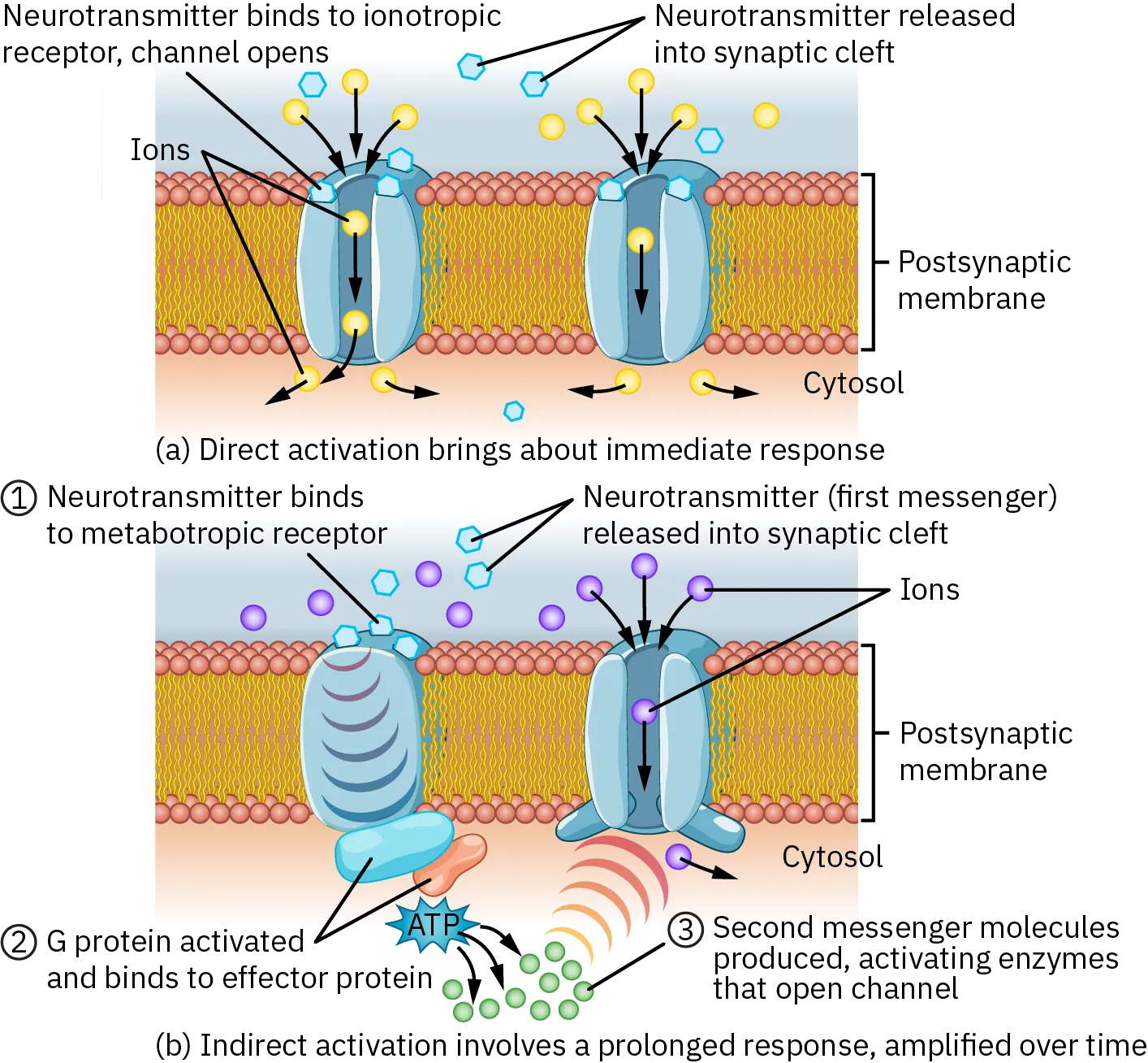 Two drawings of postsynaptic membranes. In the first image, a neurotransmitter binds to an ionotropic receptor, opening the channel. Ions go through the receptors and are released into the cytosol. Neurotransmitters are released into the synaptic cleft. The direct activation brings about immediate response. In the second image, a neurotransmitter binds to a metabotropic receptor. A neurotransmitter, or first messenger, is released into the synaptic cleft. The G protein is activated and binds to the effector protein. The second messenger molecules are produced which activate the enzymes that open the channel. Ions go through the channel and are released into the cytosol.