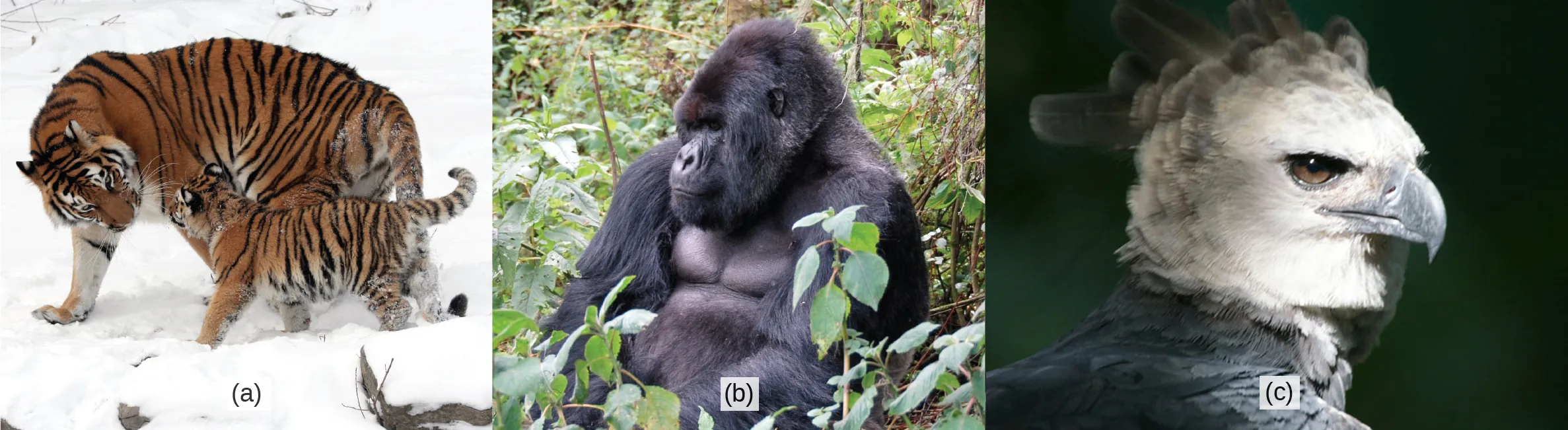 Photos show a tiger, a gorilla, and an eagle.