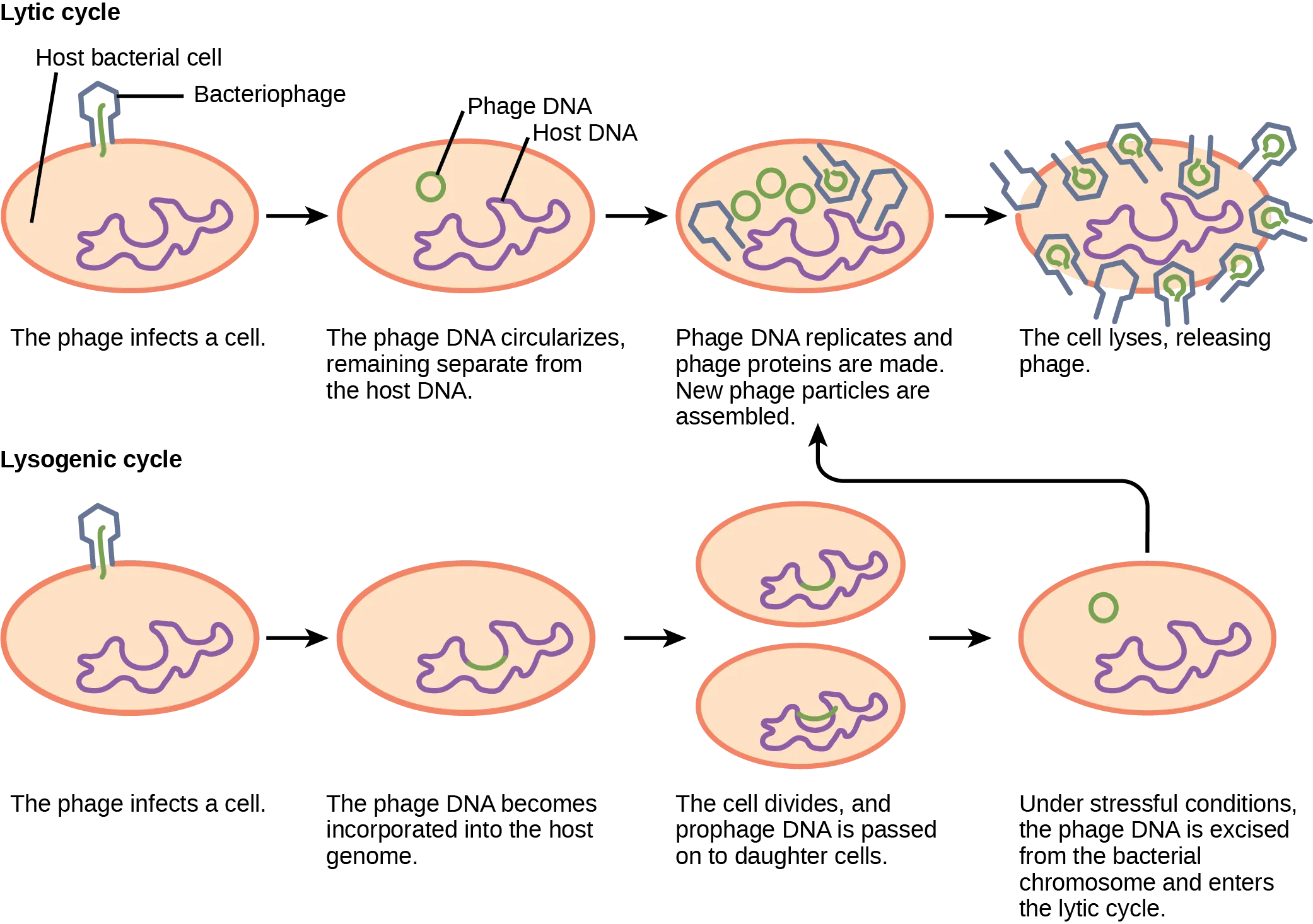 The bacteriophage lytic cycle begins when the phage attaches via a slender stalk to the host cell. Linear DNA from the viral head is injected into the host cell. The phage DNA circularizes, remaining separate from the host DNA. The phage DNA replicates, and new phage proteins are made. New phage particles are assembled. The cell lyses, releasing the phage. The bacteriophage lysogenic cycle begins the same way as the lytic cycle, with phage infecting a host cell. However, the phage DNA becomes incorporated into the host genome. The cell divides, and phage DNA is passed on to daughter cells. Under stressful conditions, the phage DNA is excised from the bacterial chromosome and enters the lytic cycle.