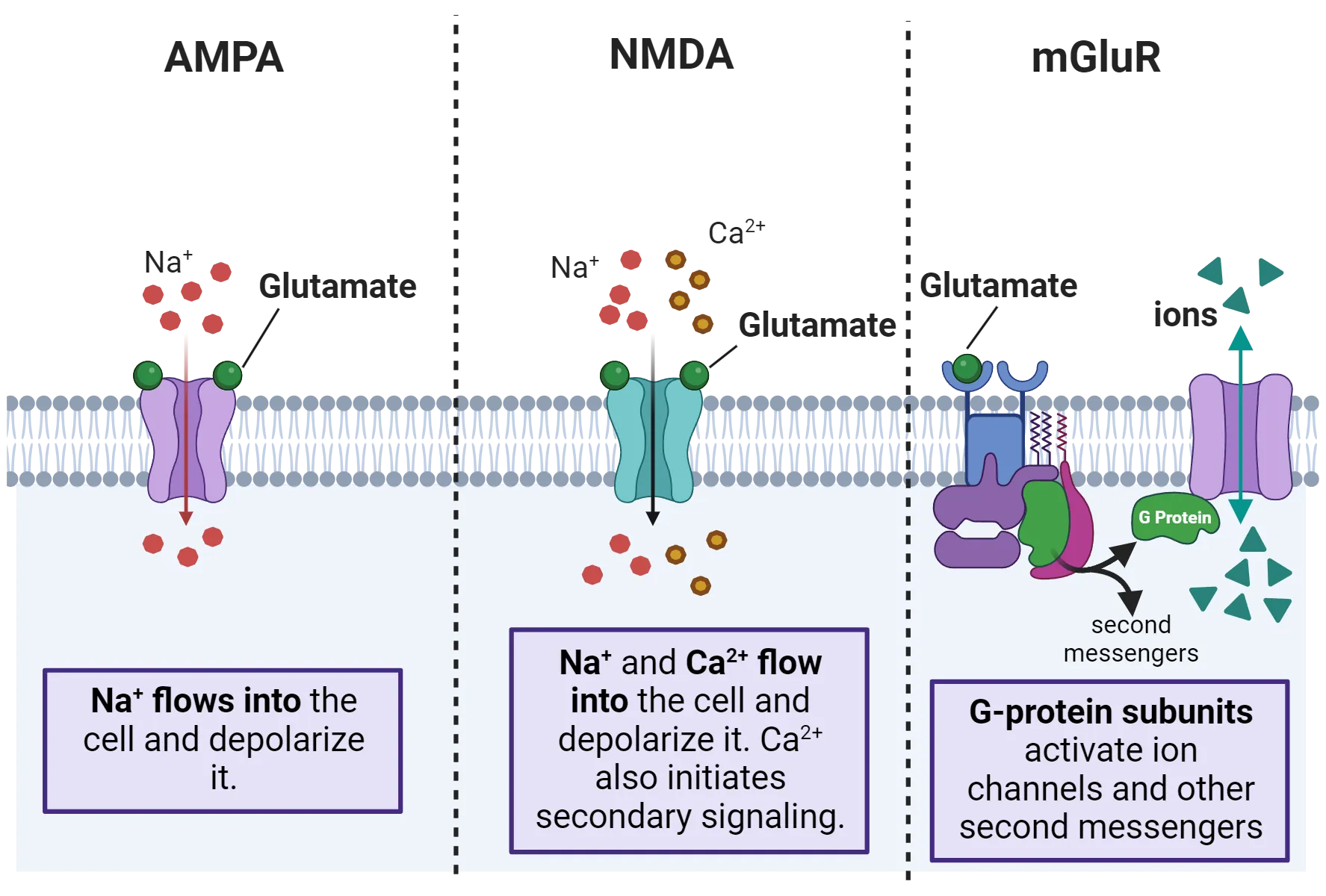 Three-part diagram. 1) Diagram of an ionotropic receptor in a cell membrane, binding glutamate and letting Na+ enter the cell. 2) Diagram of an ionotropic receptor in a cell membrane, binding glutamate and letting Na+ and Ca2+enter the cell. 3) Diagram of a G-protein coupled receptor in a cell membrane, binding glutamate, activating a G protein that then opens a nearby ion channel. Ions are shown as potentially flowing into or out of the cell.