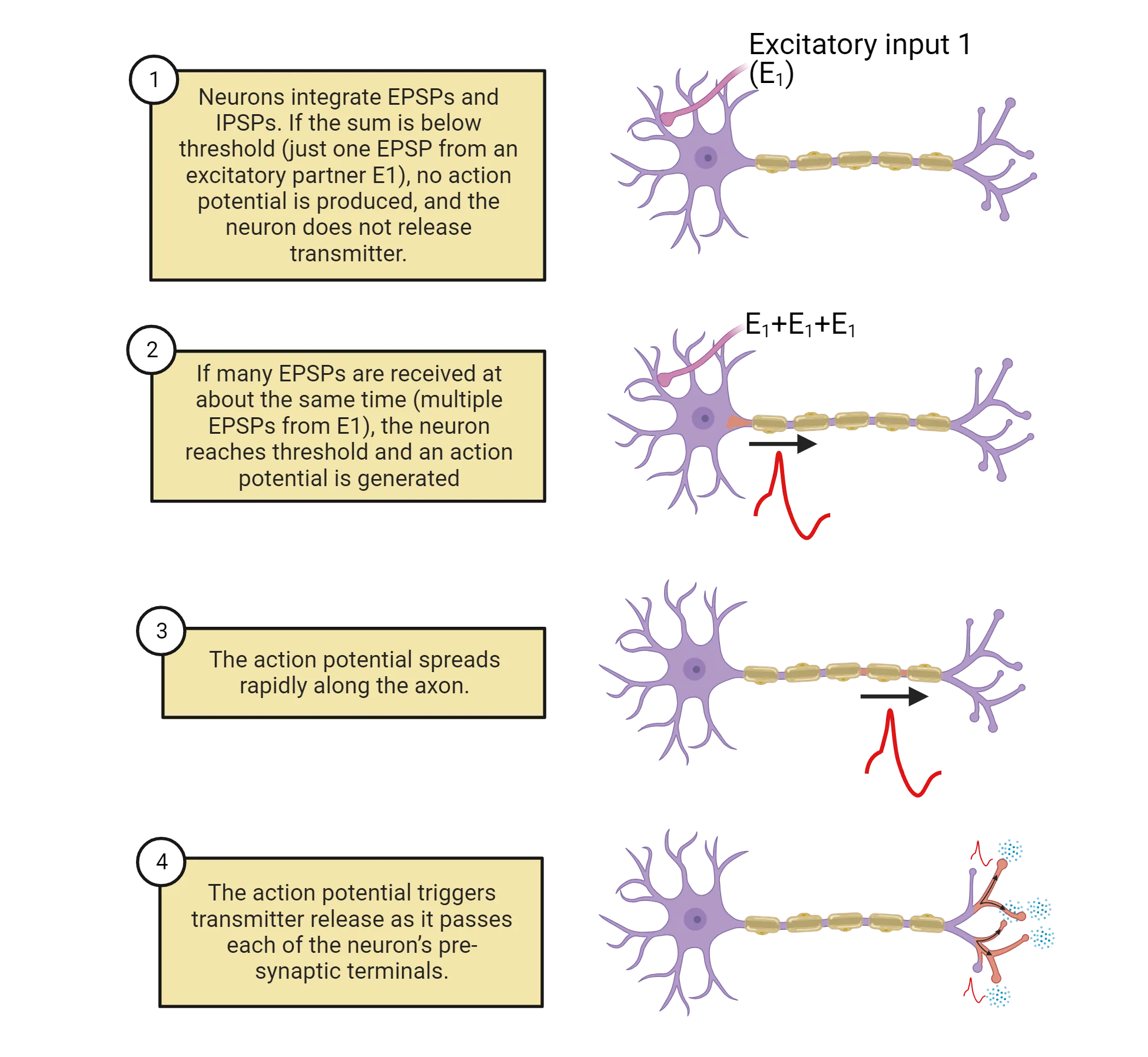 Top:A diagram of a neuron that has 1 excitatory input. Upper middle: A diagram of a neuron that has 1 excitatory input. The input fires 3x, generating an action potential at the axon hillock. Lower middle: A diagram of a neuron  with action potential near the terminals. Bottom: A diagram of a neuron  with action potential in the terminals, causing neurotransmitter release