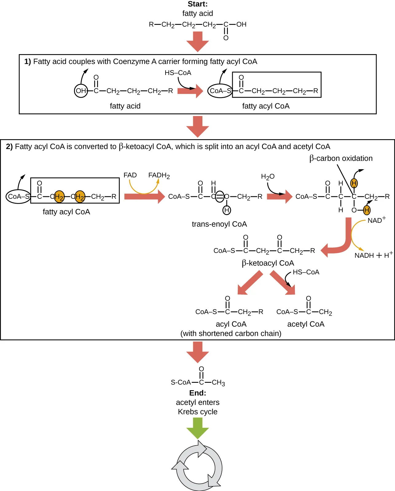 Starting with a fatty acid (a long carbon chain). Step 1: Converting a fatty acid to a fatty acyl carnitine allows transport through the mitochondrial membranes. The image shows the removal of the OH from the end of the fatty acid and the addition of a Co-A-S in its place. Step 2: Fatty acyl CoA is converted to beta-ketoacyl CoA, which is split into an acyl CoA and acetyl CoA. The Co-A-SH is removed. Hydrogens are removed from carbons 2 and 3 to form a double bond between these carbons. This also produces FADH2 form FAD+. Next the trans-enoyl CoA is converted by beta carbon oxidation and the addition of water. This produces L-3-hydroxyacyl CoA (a molecule where these double bonds are again broke). Next Beta-ketoacyl CoA is produced (which has an added double bonded oxygen to carbon 3). This process also produces NADH + H+ from NAD+. Next, beta-ketoacyl CoA is split to acetyl CoA (a 2 carbon chain) and acyl CoA (with a shortened carbon chain). Finally, Acetyl-CoA enters the Krebs cycle.