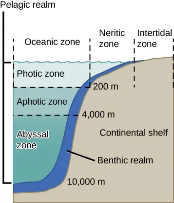 The illustration divides the ocean into different zones based on depth. The top layer, called the photic zone, extends from the surface to 200 m. The aphotic zone extends from 200 to 4,000 m. They abyssal zone extends from 4,000 m to the ocean bottom. The ocean is also divided into zones based on distance from the shore. The intertidal zone extends from high to low tide. The neritic zone extends from the intertidal zone to the point at which ocean depth is about 200 m. At about this depth, the continental shelf ends in a steep slope to the ocean bottom. The oceanic zone is the area of open ocean. A thin section of the oceanic zone extending from top to bottom and adjacent to the continental shelf is labeled the benthic realm. All of the ocean’s open water is referred to as the pelagic realm, which is labeled on the left.