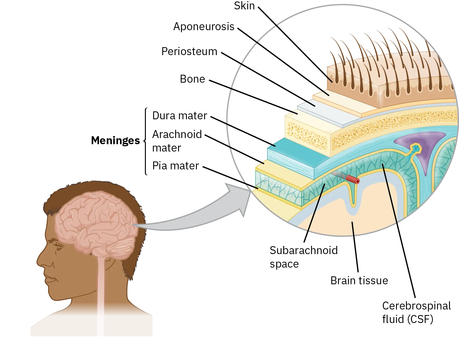 A drawing of a head showing the brain inside has a close up that shows the layers of tissue that surrounds the brain. Starting with the outermost layer and working in, there is the skin, aponeurosis, periosteum, and bone. Next is the Meniges, which consists of dura mater, arachnoid mater, and pia mater. Between the arachnoid mater and pia mater is subarachnoid space and cerebrospinal fluid, also known as CSF. Below the pia mater is brain tissue.