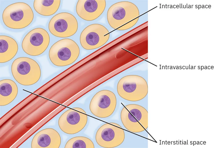 Diagram showing fluids in intracellular space, intravascular space, and interstitial space