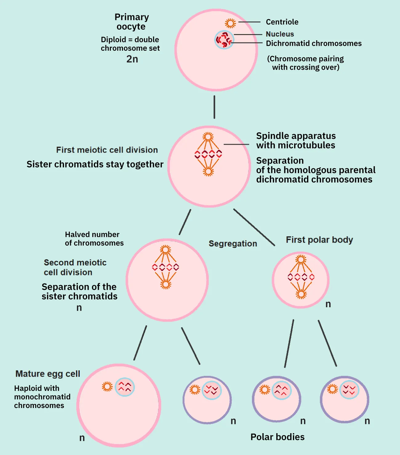 Image of stages of Primary Oocyte division.