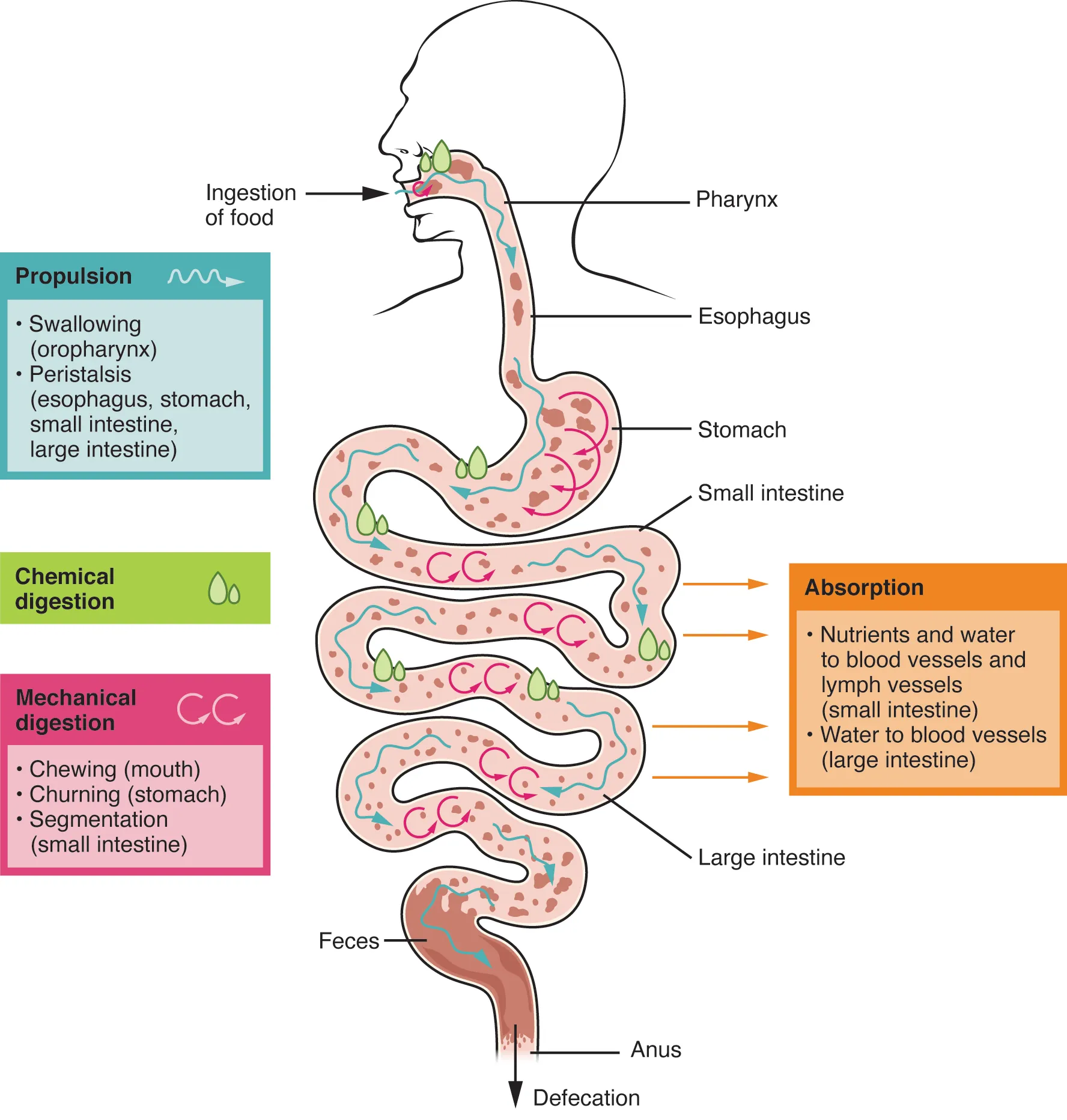 This image shows the different processes involved in digestion. The image shows how food travels from the mouth through the major organs. Associated textboxes list the different processes such as propulsion, chemical and mechanical digestion and absorption near the organs where they take place.