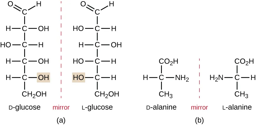 Diagrams showing enantiomers; each diagram has 2 molecules with a dashed line labeled “mirror” in between them. The chemical formula for D and L glucose both have a 6 C chain with a double bonded O at the top carbon. Each of the other carbons has an OH on the opposite side – for example the OH on the second carbon is on the right in D-glucose and on the left in L-glucose. D-alanine and L-alanine both have a 3 carbon chain, but the NH2 group is on opposite sides of the chain in each of these.