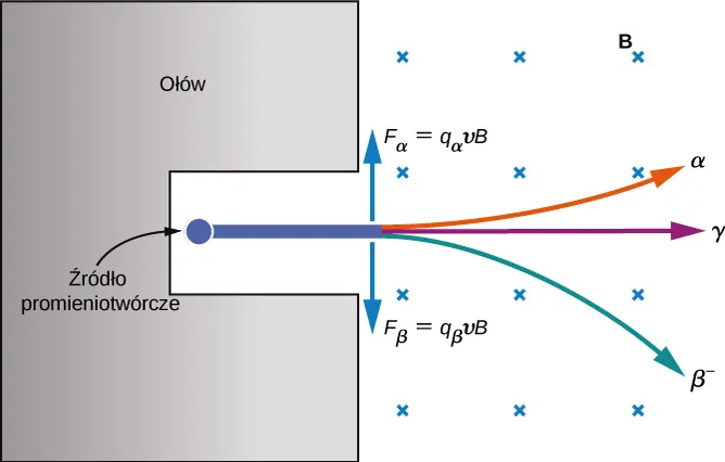 Rysunek przedstawia bryłę w kształcie litery C otwartej w prawą stronę opisaną: ołów. We wnęce bryły umieszczone jest koło opisane: źródło radioaktywne. Trzy promienie wychodzą od tego źródła w prawo. Jeden jest zakrzywiony do góry i jest oznaczony literą alfa. Jeden biegnie prosto i jest oznaczony gamma. Trzeci zakrzywia się w dół i jest oznaczony jako beta minus. Pole magnetyczne jest zaznaczone krzyżykami, reprezentującymi jego zwrot do kartki. W pobliżu punktu, w którym promienie wychodzą z wnęki w literze C, zaczynają się dwie strzałki. Strzałka skierowana w górę jest oznaczona F z indeksem dolnym alfa = q indeks alfa v B. Strzałka skierowana w dół jest oznaczona F indeks beta = q indeks dolny beta v B.