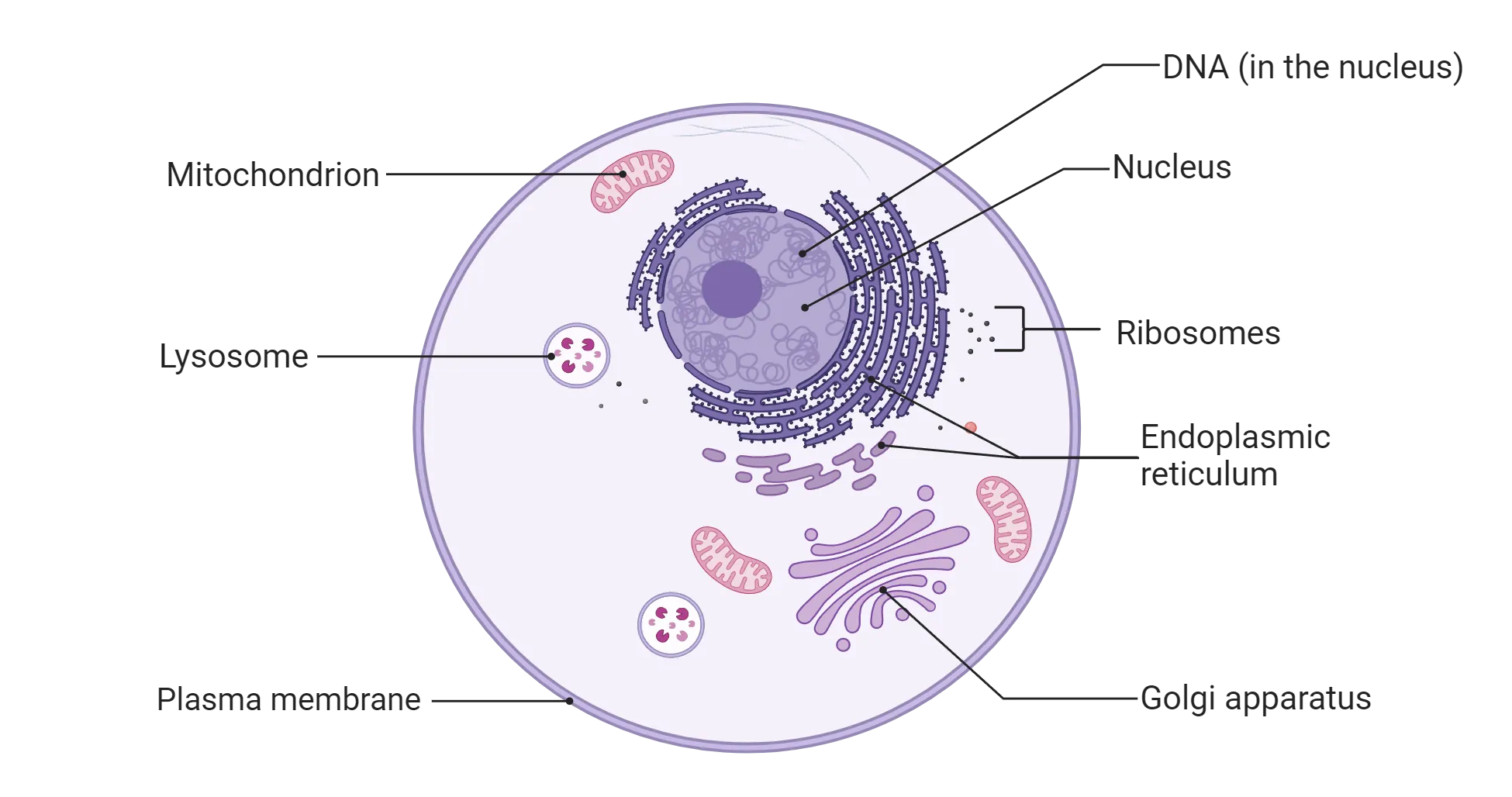 Diagram of a typical eukaryotic cell showing the organelles: mitochondrion, lysosome, plasma membrane, DNA, nucleus, ribosome, endoplasmic reticulum, Golgi apparatus.
