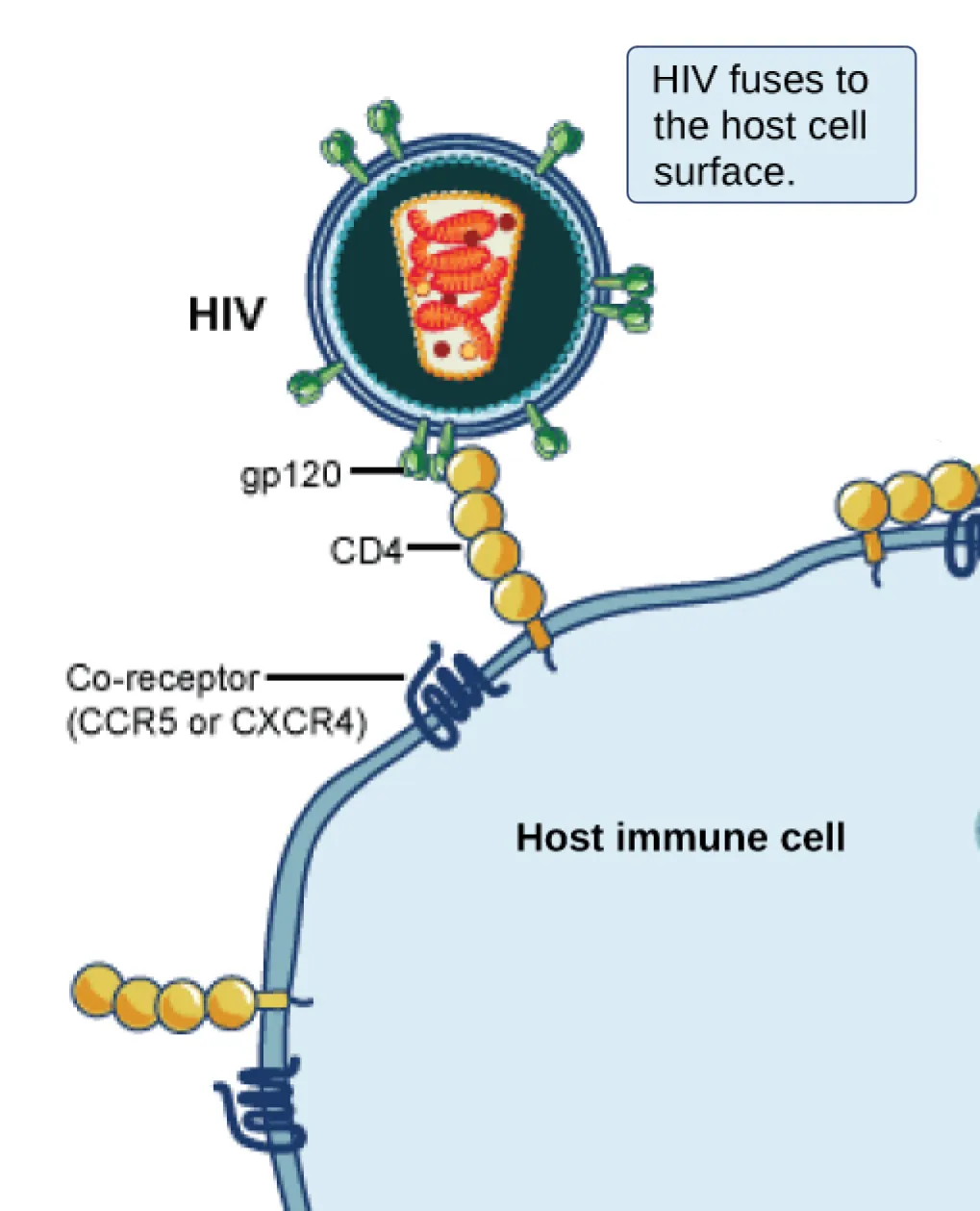 In the illustration an H I V virus attaches to a C D 4 molecule embedded in the plasma membrane of a host immune cell.