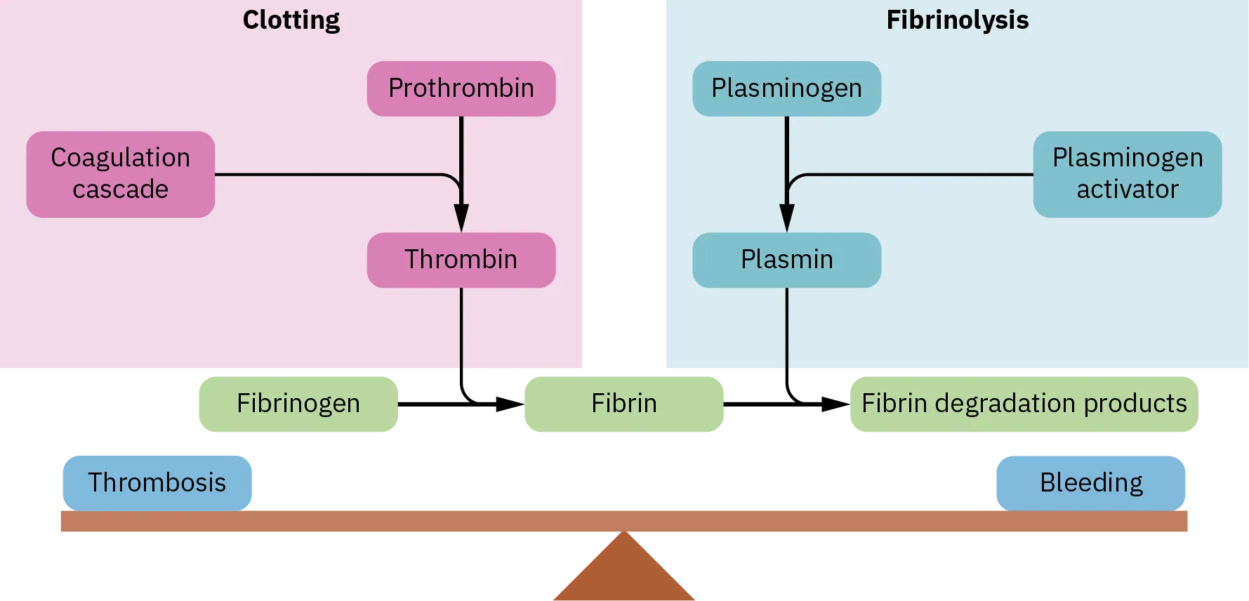 A diagram shows the balance between thrombosis and bleeding. Clotting occurs when the coagulation cascade combines with prothrombin to form thrombin. The thrombin combines with the fibrinogen to make fibrin. Fibrinolysis occurs when plasminogen activator combines with plasminogen to form plasmin. The plasmin combines with the fibrin to make fibrin degradation products.