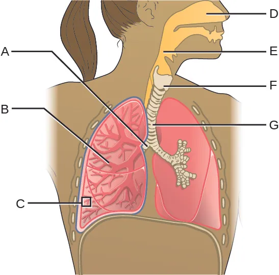 Diagram of respiratory system. D is the space in the nose this leads to E (a tube behind the mouth). This leads to G (a cartilage ringed tube that leads to the lungs). F is a larger region just above G. G branches into 2 tubes labeled A, these branch and branch again to become B. The very end of B is C.