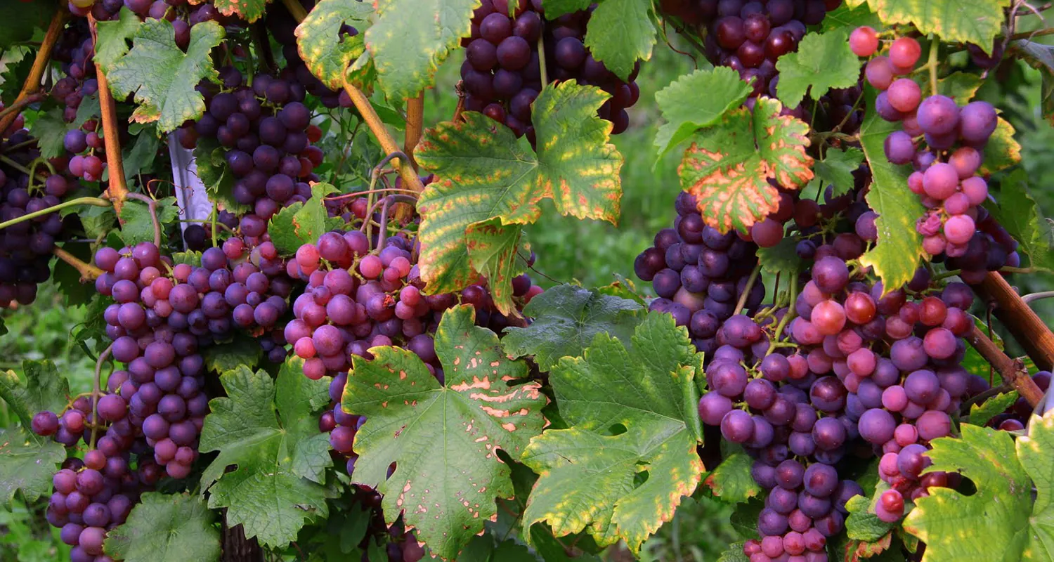 A photo of purple and red grapes hanging along with their leaves on a grapevine.