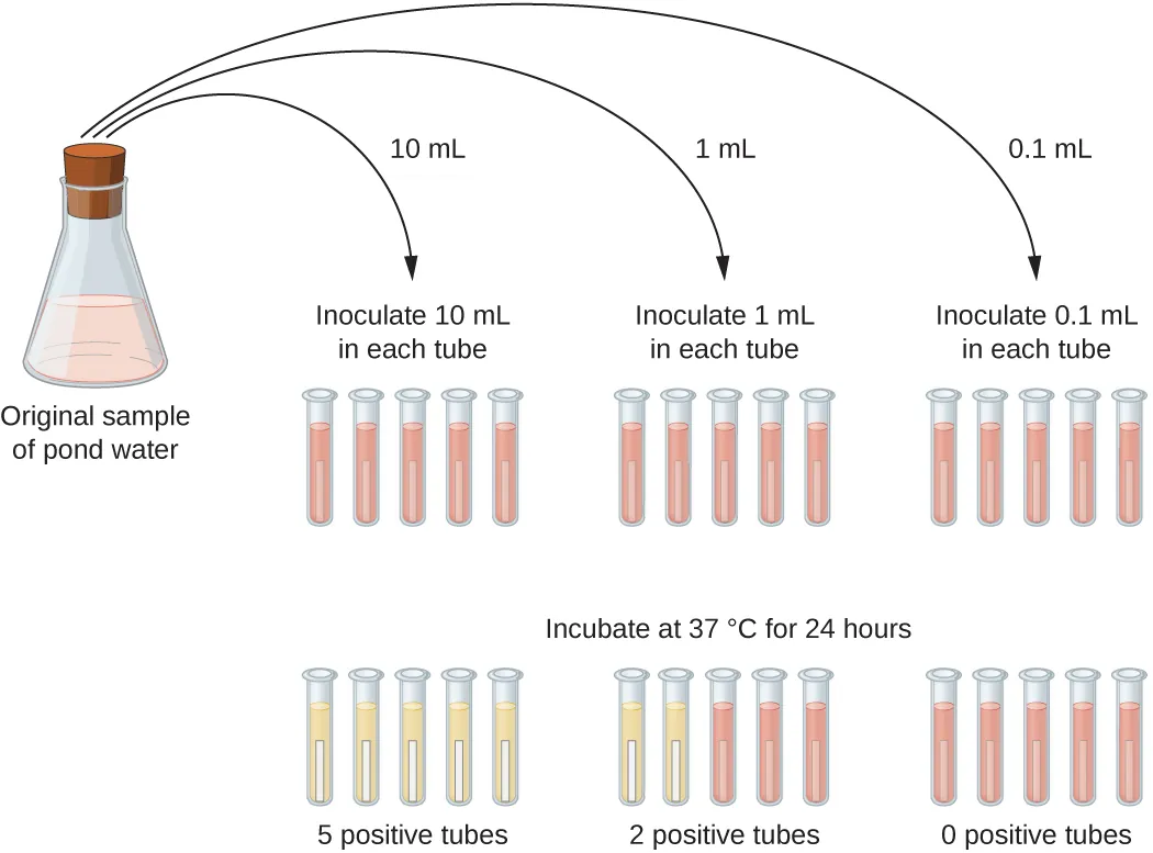 A diagram where the original sample of pond water is diluted into tubes containing lactose broth (a pink broth). 10 mL of the sample is placed into each of 5 lactose broth tubes. Another 5 tubes get 1 mL each of the sample. Another 5 tubes get 0.1 mL of sample. After 24 hours of incubation at 37°C some tubes have a color change. All of the 5 tubes containing 10 mL of the sample turned yellow and show gas in the smaller inner tube. 2 of the 5 tubes that got 1 mL of the original sample turned yellow and show gas; 3 of these tubes remain pink. All of the tubes that got 0.1 mL of the original sample remain pink.