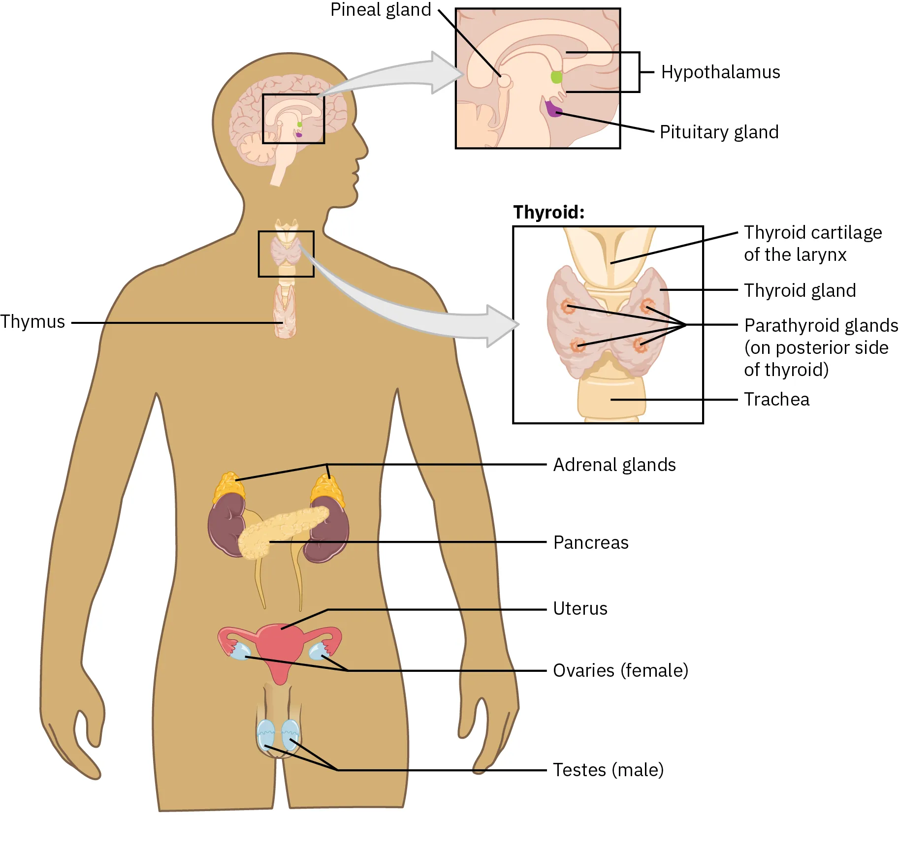 A diagram of a human body shows the seven organs that make up the endocrine system. They include pineal gland, hypothalamus, and pituitary gland (all found in the brain); thyroid; adrenal glands; pancreas; uterus; ovaries; and testes.  Within the thyroid are the thyroid cartilage of the larynx, thyroid gland, parathyroid glands (on the posterior side of the thyroid), and trachea.