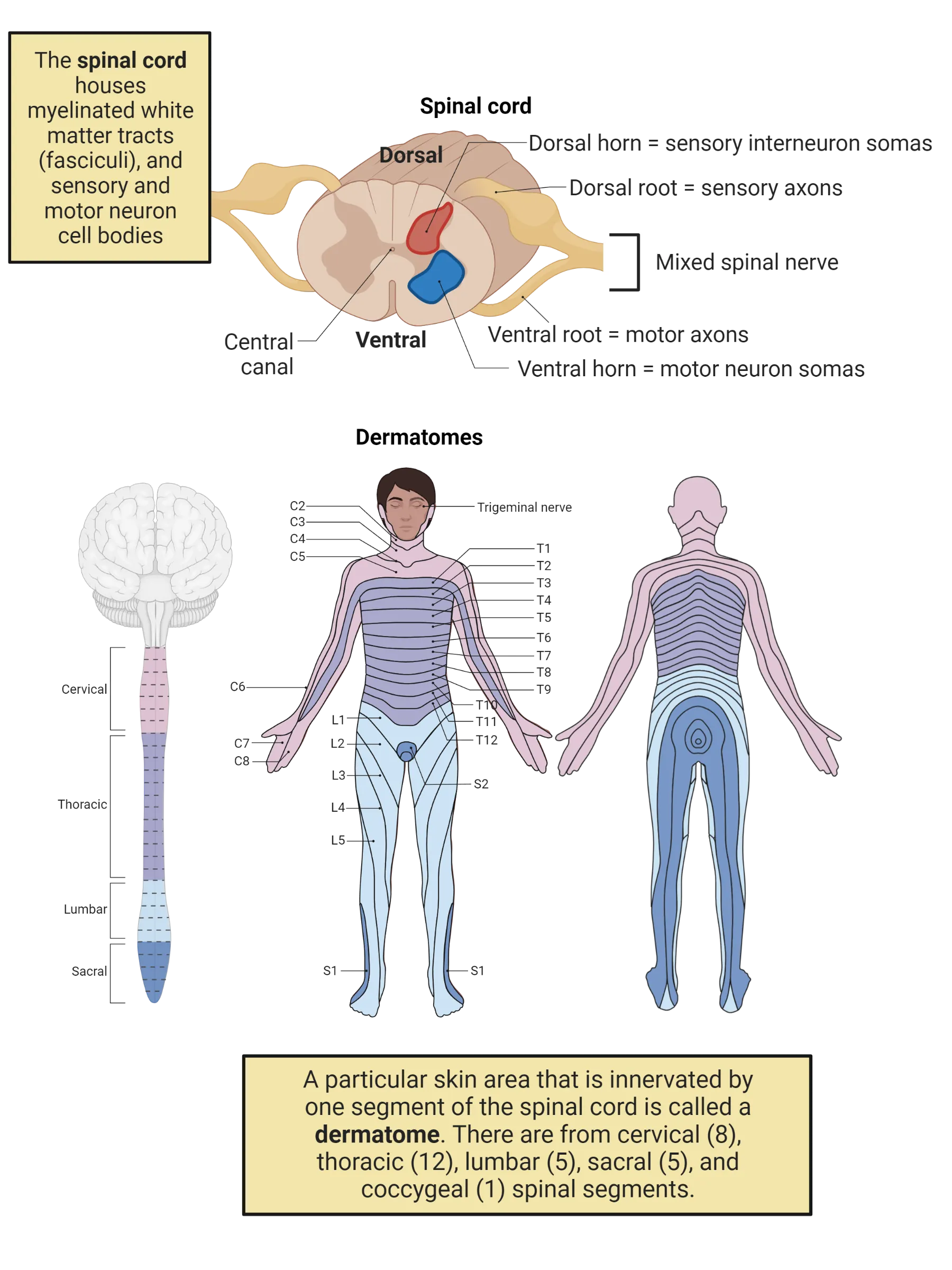 Top: Horizontal slice of spinal cord, with major anatomical features labeled. Dorsal horn and ventral horn are highlighted. Bottom: Left: diagram of a brain and spinal cord with the levels of the spinal cord subdivided by the dermatome it receives input from. Right: A forward and backwards facing diagram of a human with the skin divided into the dermatomes that send input to the different levels of the spinal cord.