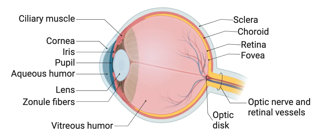 Diagram of the eye, as if sliced sagittally so that you can see structures from lens back to retina. The structures are their relationships are described in the main text.