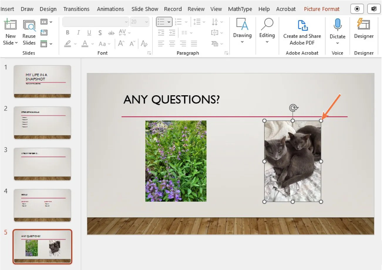 A screenshot of the Picture Format tab selected in PowerPoint and an image being inserted into a slide. The handles (small circles) around the edges of the photo are highlighted.