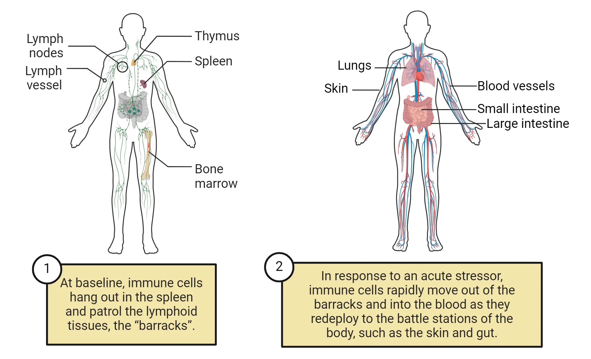 Left is an outline of a human body with key immune organs shown: thymus (in the upper chest), lymph nodes and vessels throughout the body, spleen in the abdomen, bone marrow in the bones. At baseline, immune cells hang out in the spleen and patrol the lymphoid tissues, the “barracks”. Right is another outline of the human body but with lungs, skin, blood vessels and small and large intestines drawn. In response to an acute stressor, immune cells rapidly move out of the barracks and into the blood as they redeploy to the battle stations of the body, such as the skin and gut.